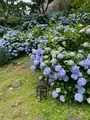 小田原城址公園の写真_437203