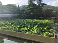 善光寺の写真_438404
