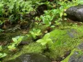 根津美術館の写真_439393