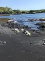 プナルウ黒砂海岸の写真_439844
