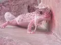 八木山動物公園フジサキの杜の写真_44042