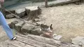 那須高原南ヶ丘牧場の写真_444585
