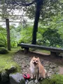 鶴仙渓の写真_444898