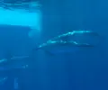 四国水族館の写真_447787