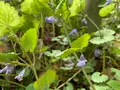 大高森の写真_449084