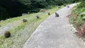 神庭の滝の写真_449456
