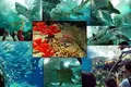 Shanghai Ocean Aquariumの写真_449535