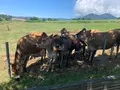 ひるぜんジャージーランドの写真_449886