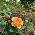 十勝ヒルズの写真_449945