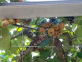 笛吹川フルーツ公園の写真_451147