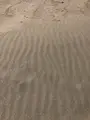 浜岡砂丘の写真_452715