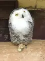 掛川花鳥園の写真_452760
