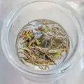 金川製茶の写真_453242