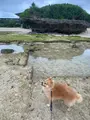 ニライビーチの写真_454690