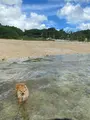 あーまん！Beachの写真_454922
