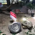 カフェくるくまの写真_455261