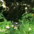 知念城跡の写真_455445