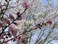 縮景園の写真_456250