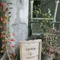 プリンス オブ ザ フルーツ （PRINCE of the FRUIT ）の写真_456423