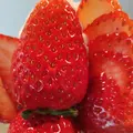 プリンス オブ ザ フルーツ （PRINCE of the FRUIT ）の写真_456425