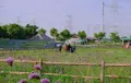 尋夢園香草農場の写真_457096