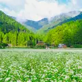 美山かやぶきの里の写真_457317