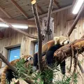 伊豆シャボテン動物公園の写真_457804