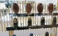 Esplanadiの写真_458232