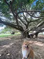 新都心公園の写真_458394