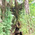 生樹の御門の写真_459811