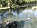 カピオラニ・リージョナル・パークの写真_460445
