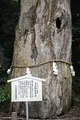 大山祇神社の写真_460510