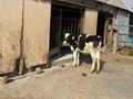 マザー牧場の写真_461091