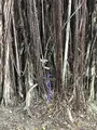 台中文学館の写真_461277