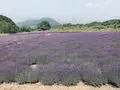 幌見峠ラベンダー園の写真_461542