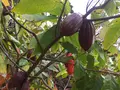 Dole Plantationの写真_462267