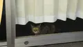 ジオラマ食堂てつどうかんの写真_462422