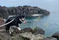 城ヶ崎海岸門脇崎の写真_462596