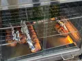 玉木商店の写真_462758
