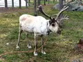 サンタクロース村（Santa Claus Village）の写真_462840