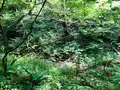 軽井沢野鳥の森の写真_463616