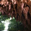 ガンガラーの谷の写真_464561