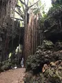 ガンガラーの谷の写真_464562