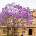 シドニー大学の写真_464598
