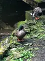 高千穂峡の写真_465502