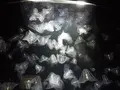鶴岡市立加茂水族館（クラゲドリーム館）の写真_46901