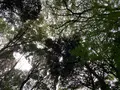 明治神宮の写真_469231
