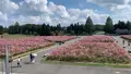 国営備北丘陵公園の写真_469421