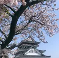 熱海城の写真_469689