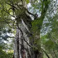紀元杉の写真_470049